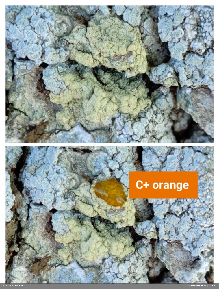 Dzeltenīgā pertuzārija