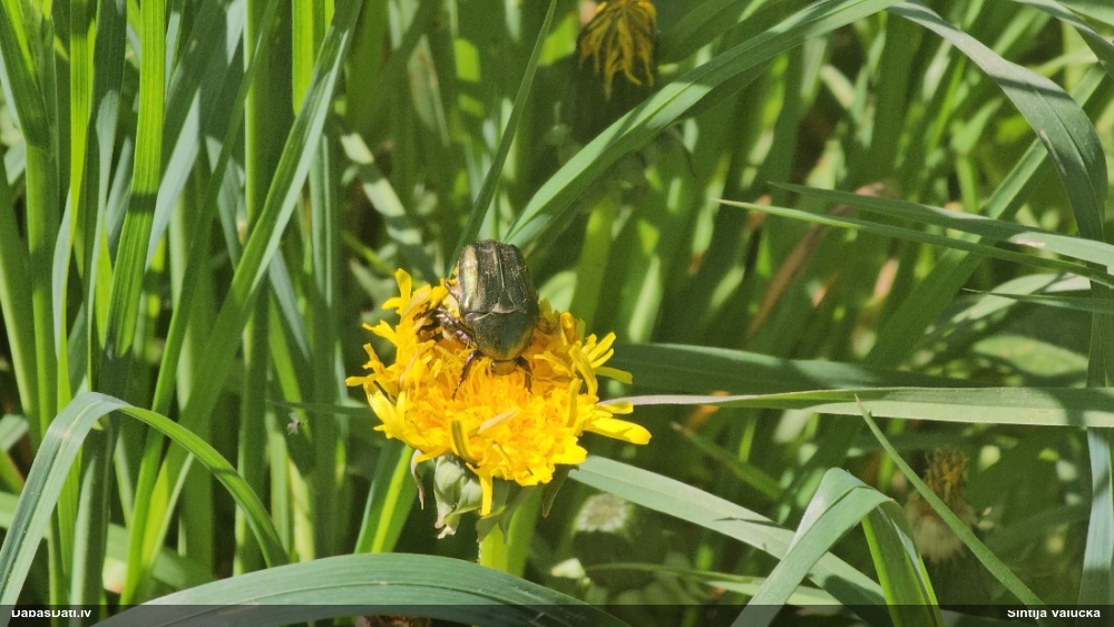 Rožvabole (nenoteikta)