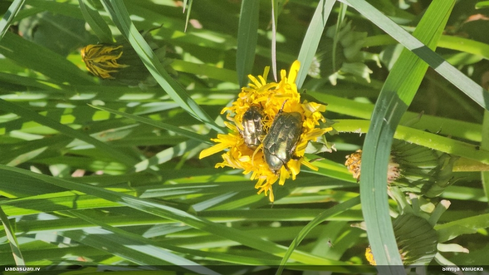 Rožvabole (nenoteikta)