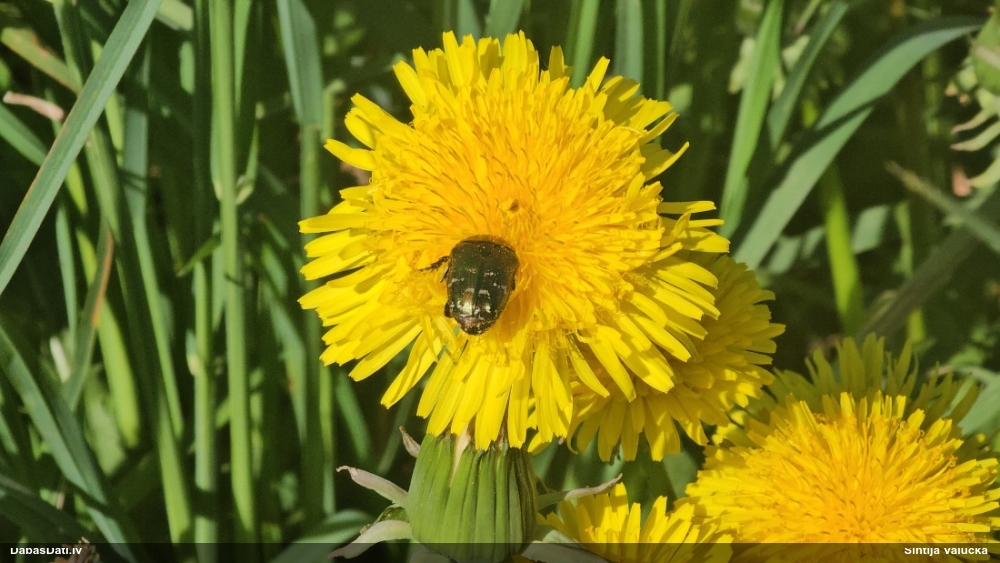 Rožvabole Potosia cuprea