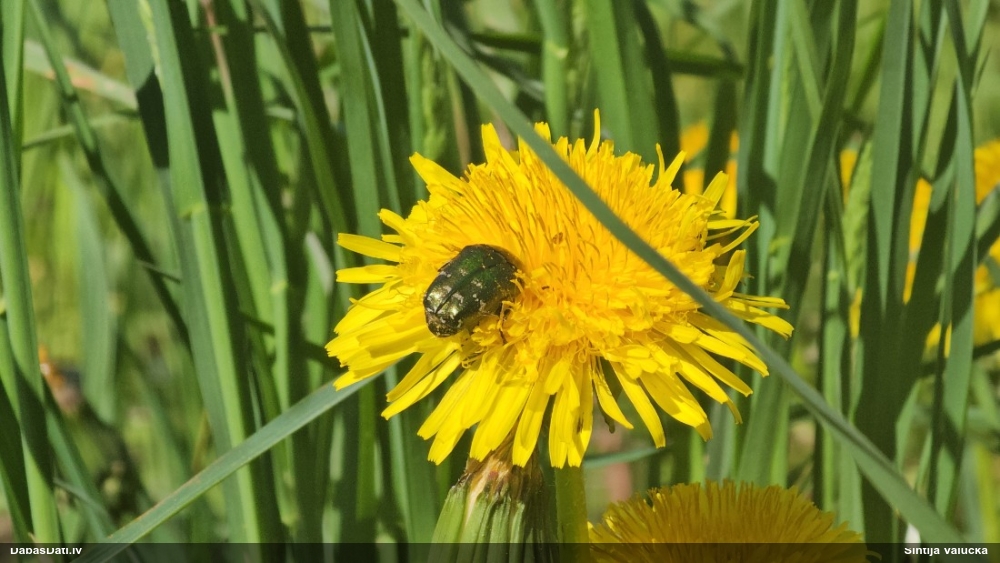 Rožvabole Potosia cuprea