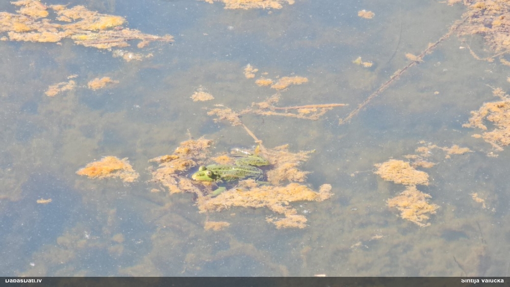Zaļā/dīķa varde Pelophylax sp.
