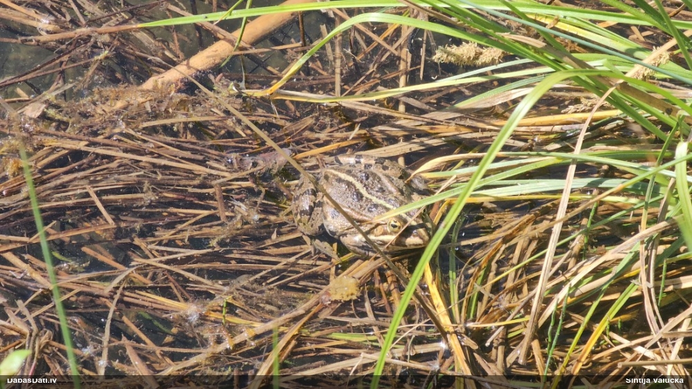 Zaļā/dīķa varde Pelophylax sp.