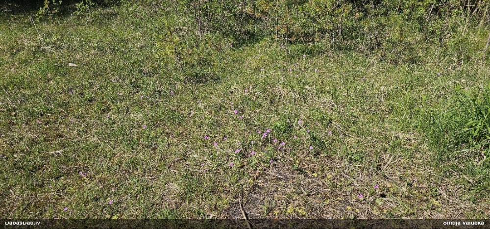 первоцвет мучнистый