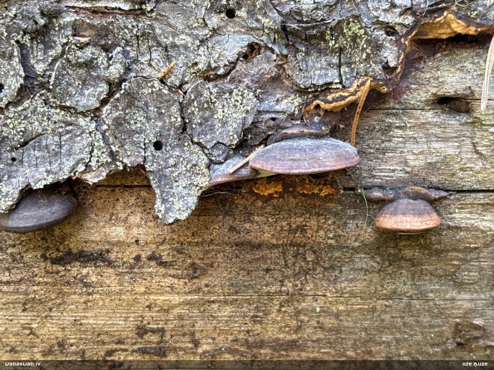 Rožainā apmalpiepe