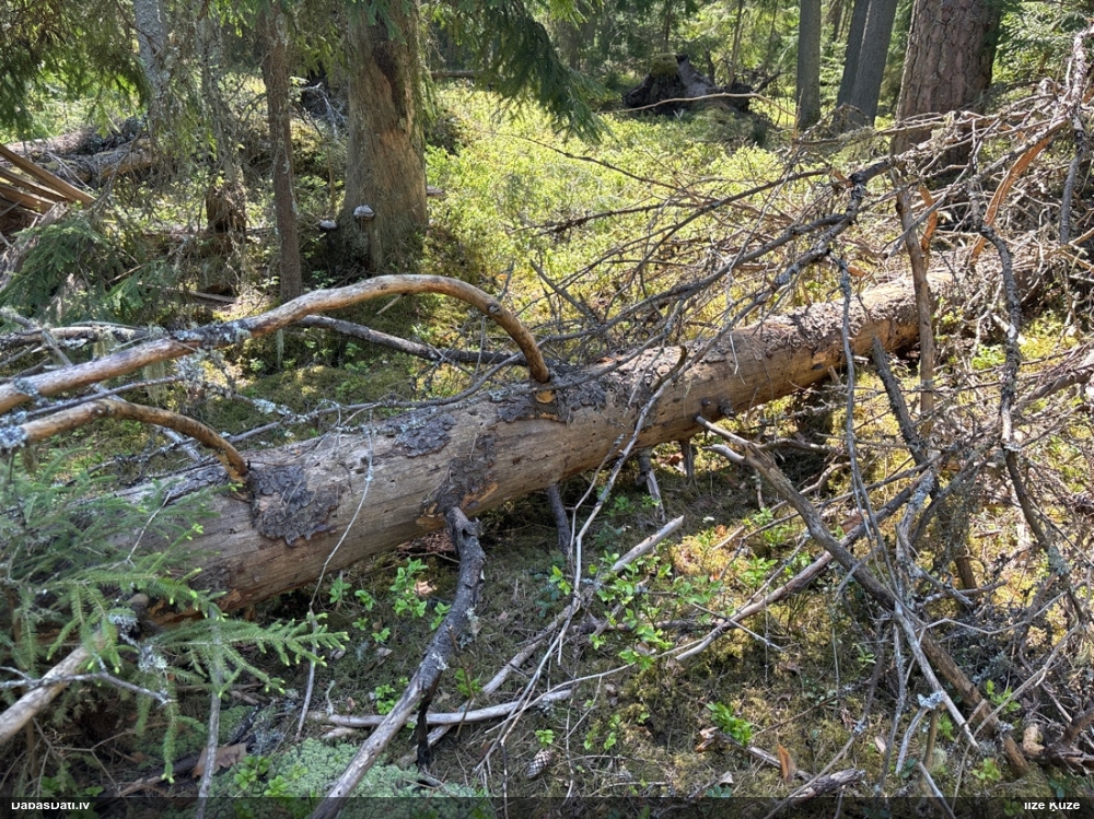 Rožainā apmalpiepe