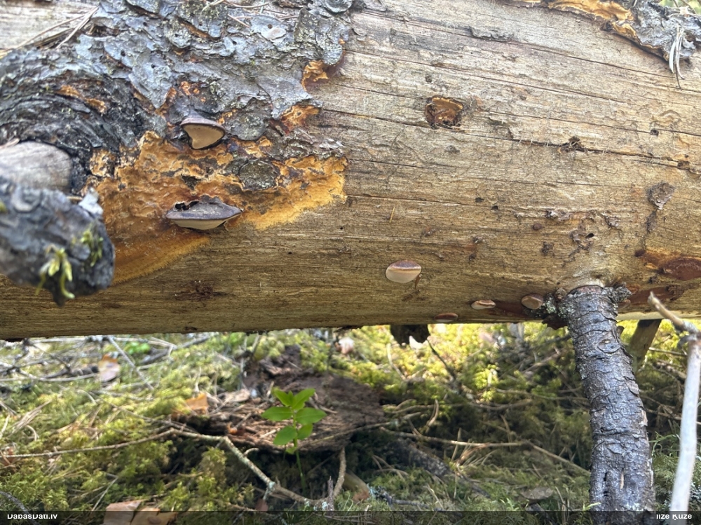 Rožainā apmalpiepe