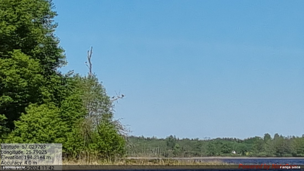 баклан большой