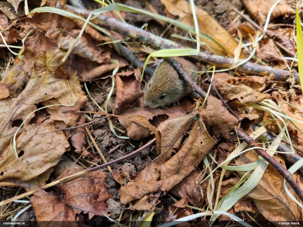 Strupaste Microtus sp.