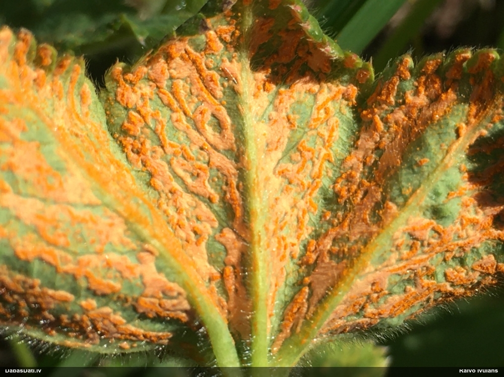 Rasaskrēsliņu rūsa