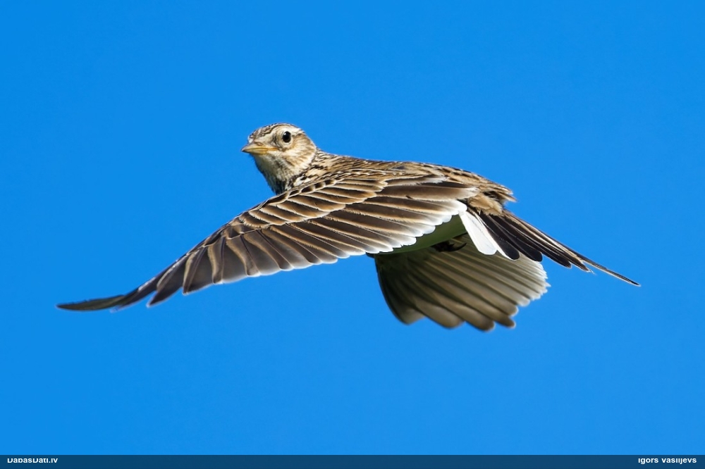 полевой жаворонок