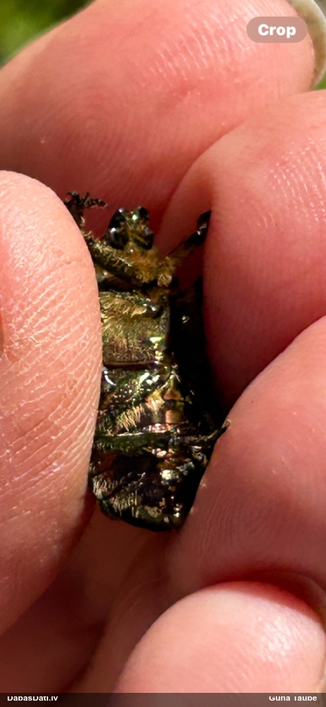 Rožvabole (nenoteikta)