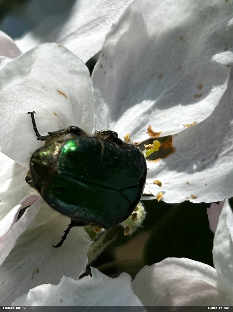 Rožvabole (nenoteikta)