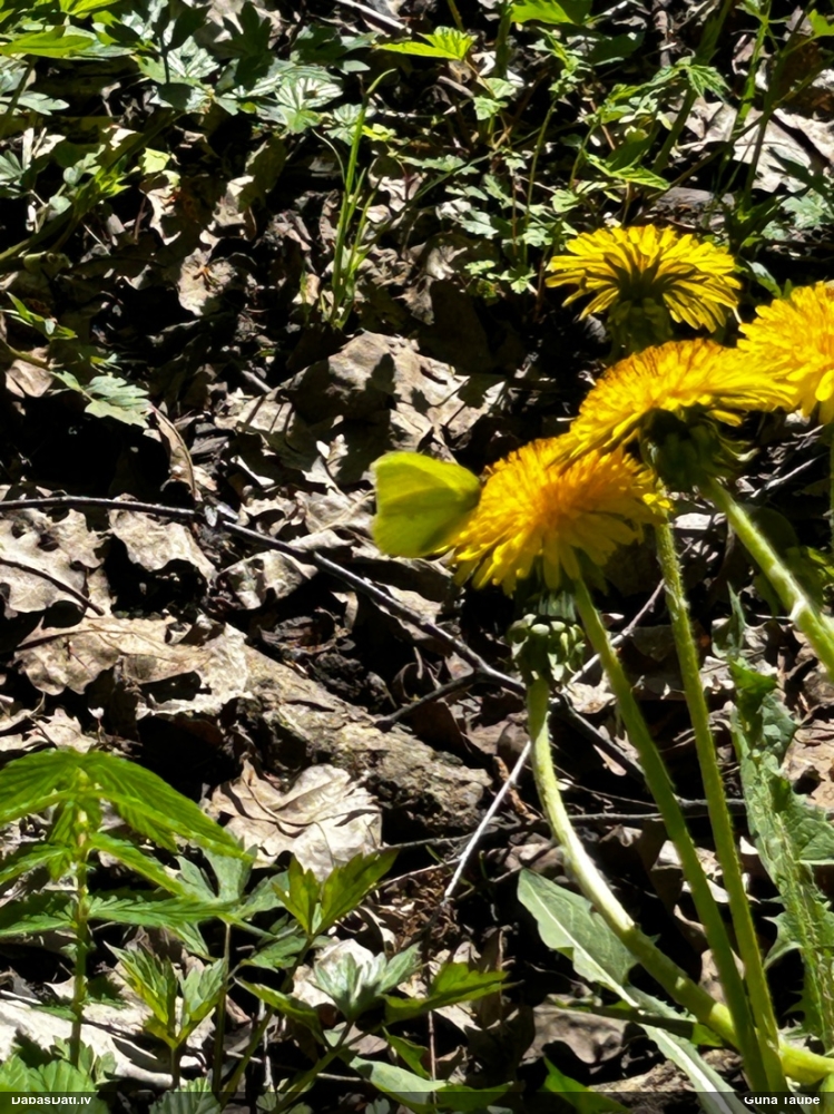 Krūkļu baltenis, citrontauriņš