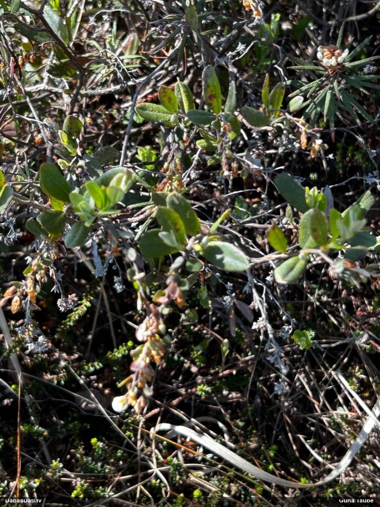 хамедафне чашечная