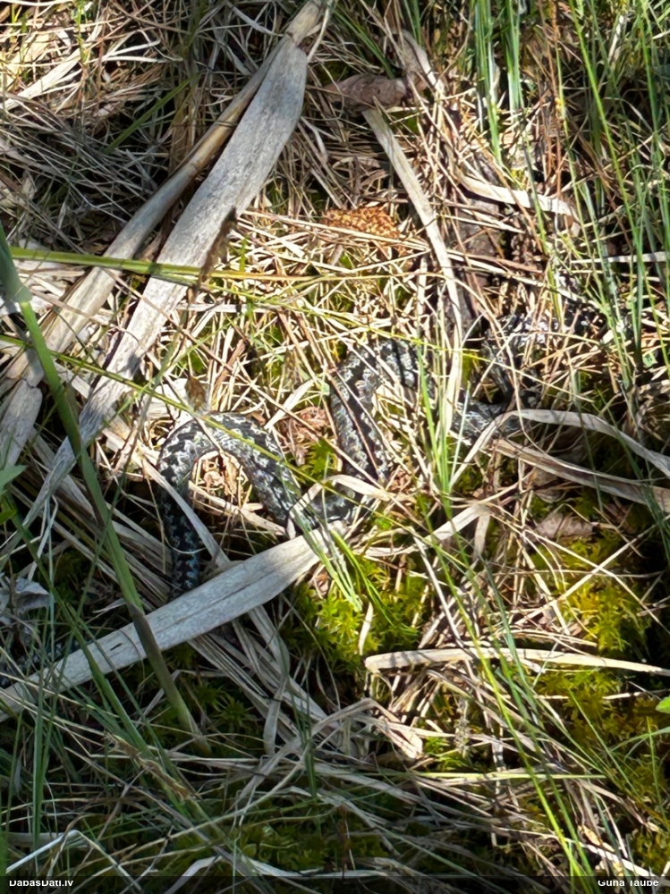 обыкновенная гадюка