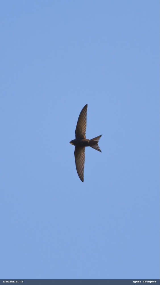 черный стриж