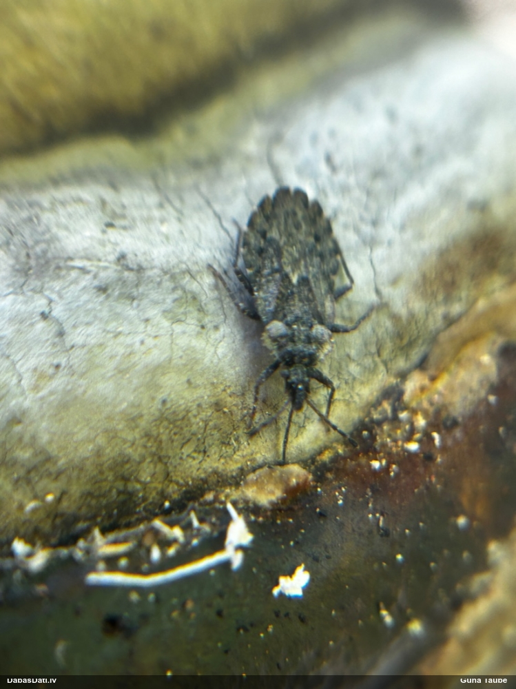 Mizasblakts Aradus betulae