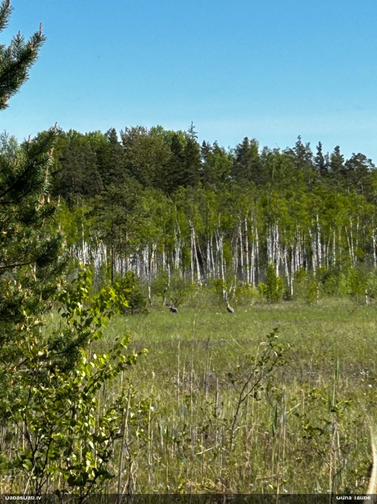 серый журавль