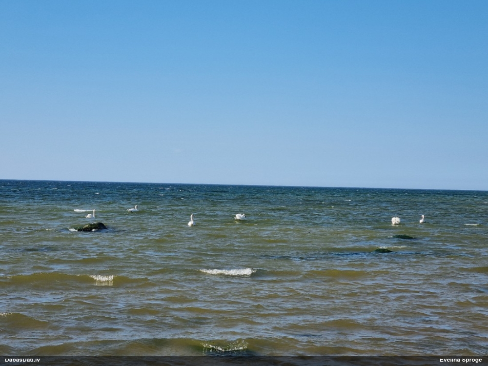 лебедь-шипун