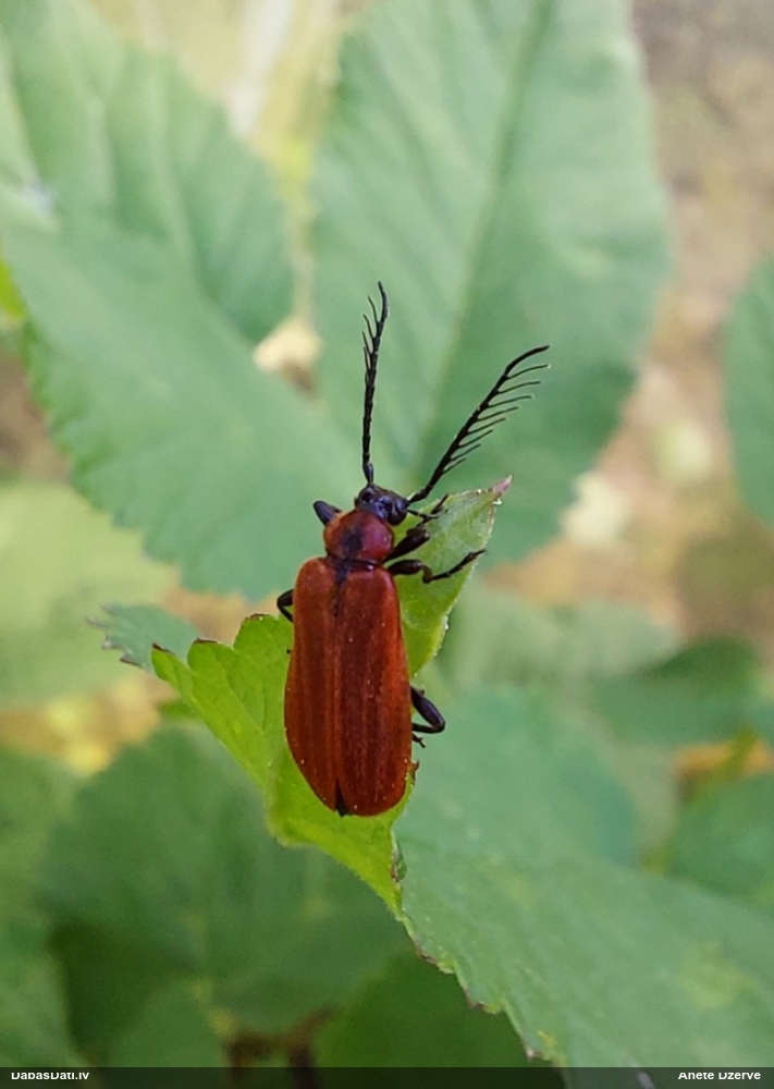 Ugunsvabole Schizotus pectinicornis
