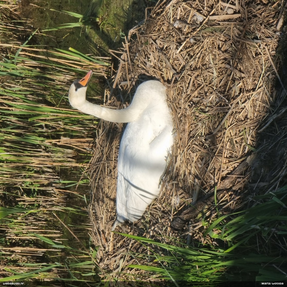 лебедь-шипун