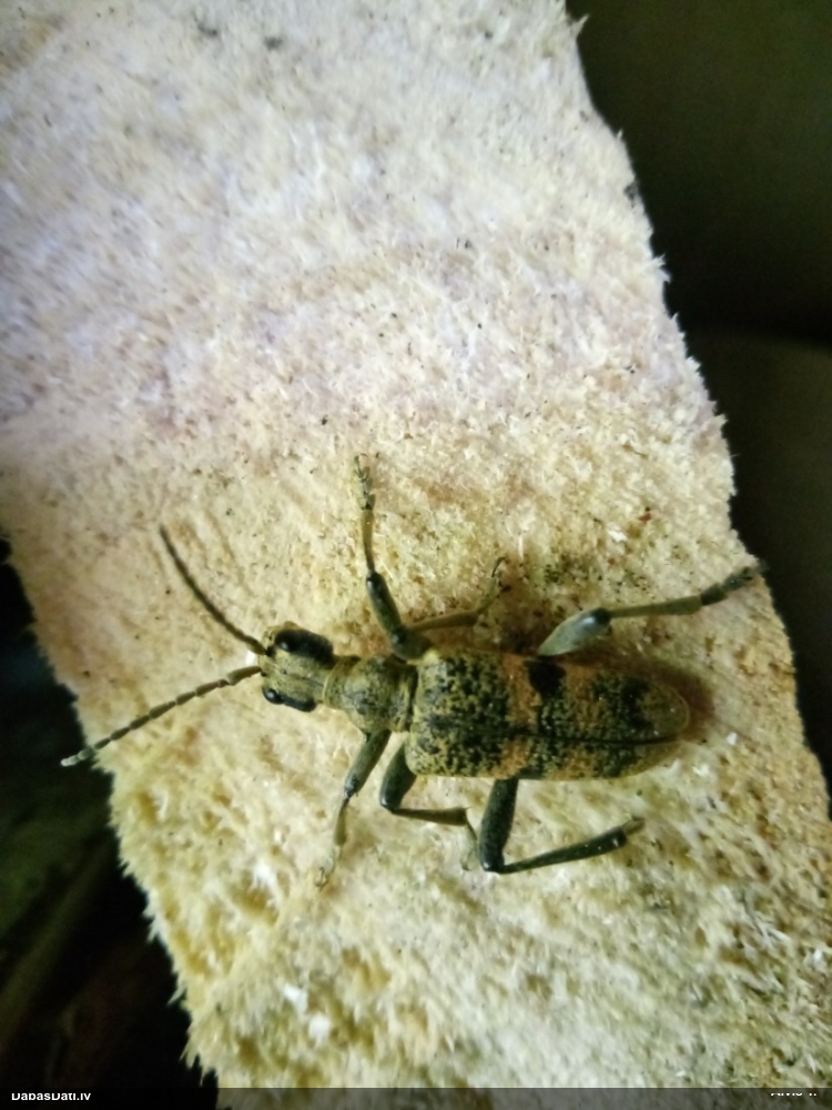 Lapkoku ligzdu koksngrauzis