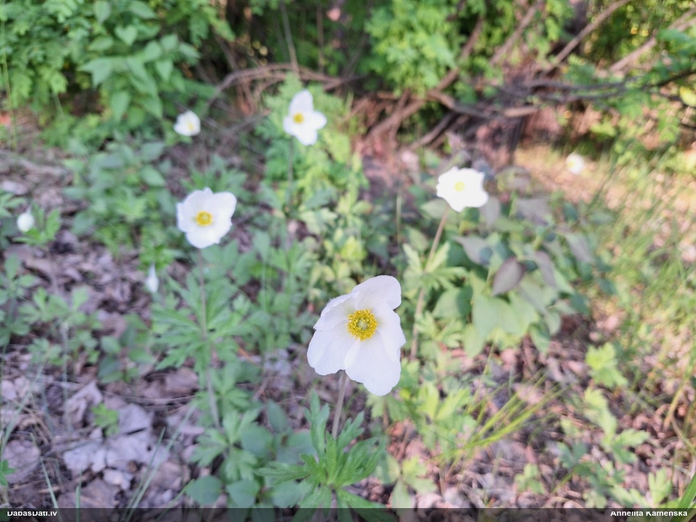 Meža (Daugavas) vizbulis