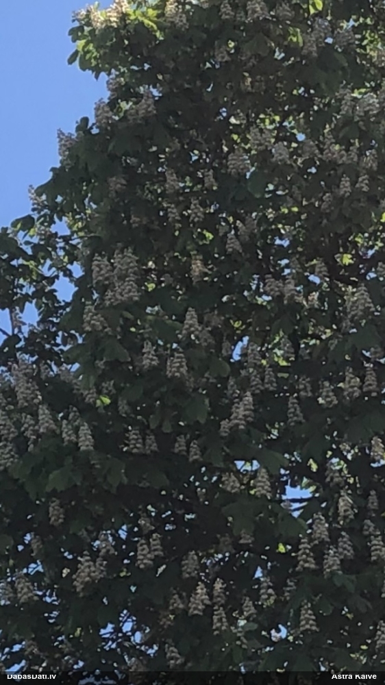 Parastā zirgkastaņa