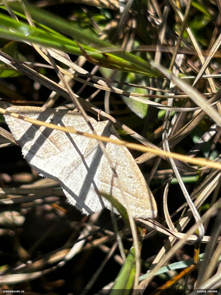 Paparžu sprīžmetis