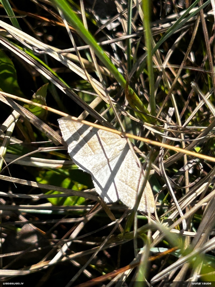 Paparžu sprīžmetis