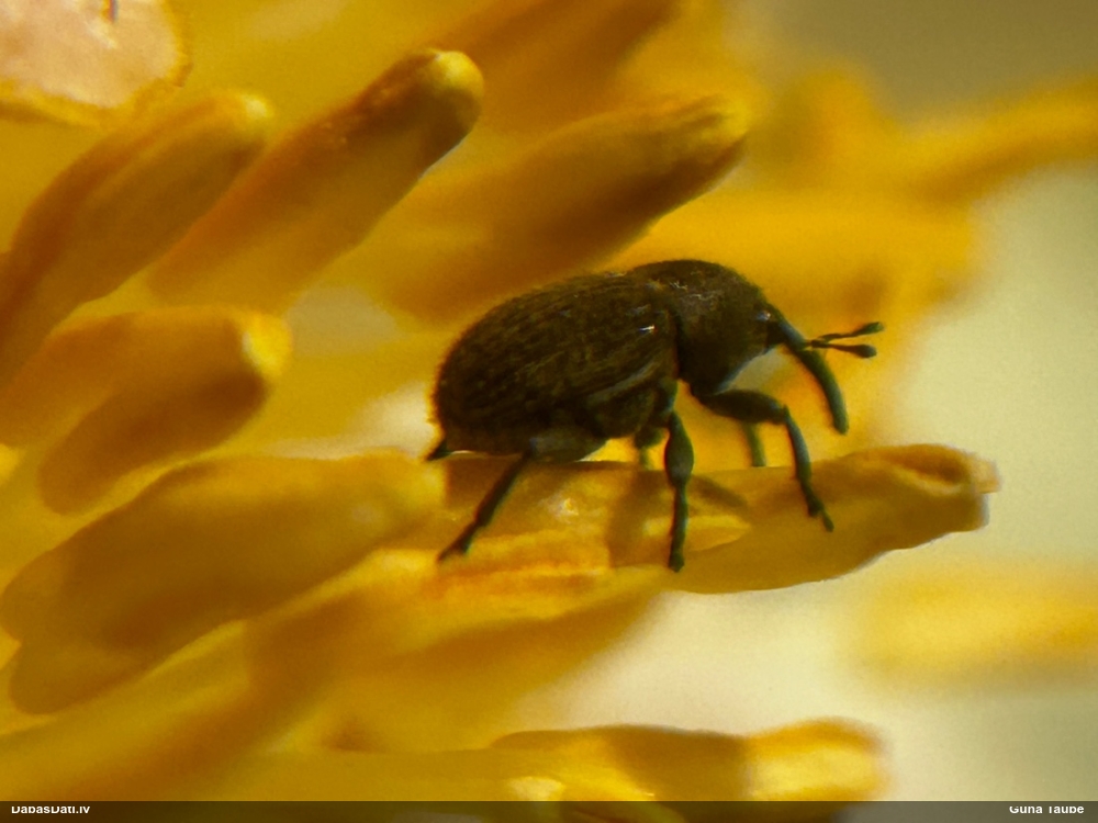 Smecernieks (nenoteikts)