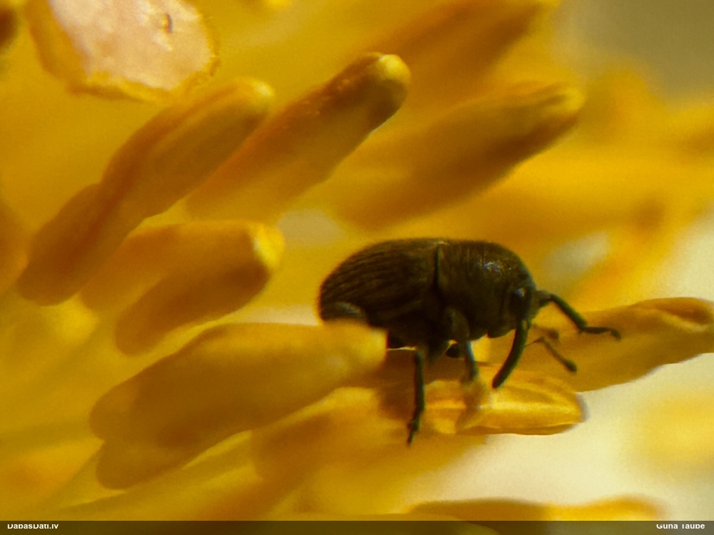 Smecernieks (nenoteikts)