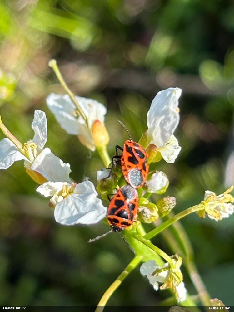 Vairogblakts Eurydema dominulus