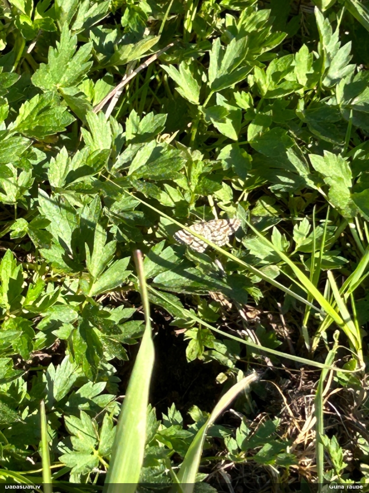 Brūnais viršu sprīžmetis