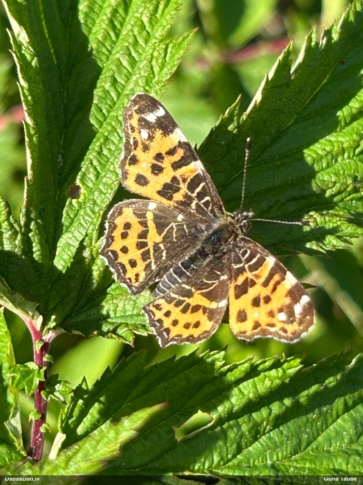 Mazais nātru raibenis