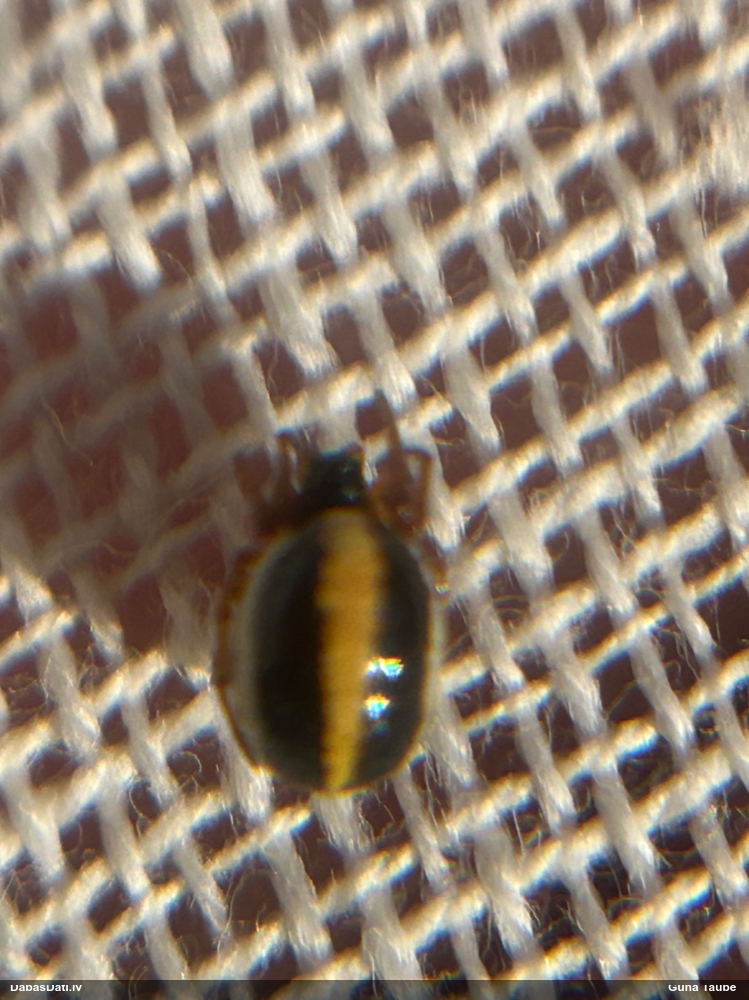 Zirneklis (nenoteikts)