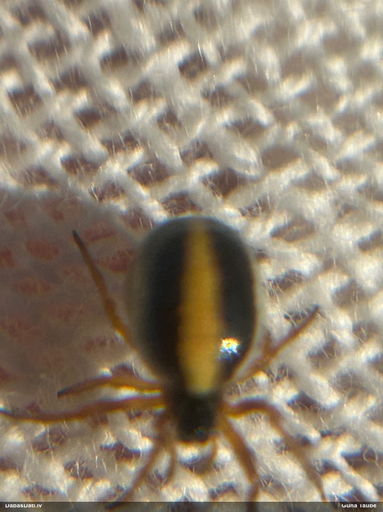 Zirneklis (nenoteikts)