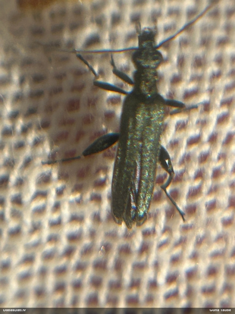 Māņkoksngrauzis Oedemera virescens