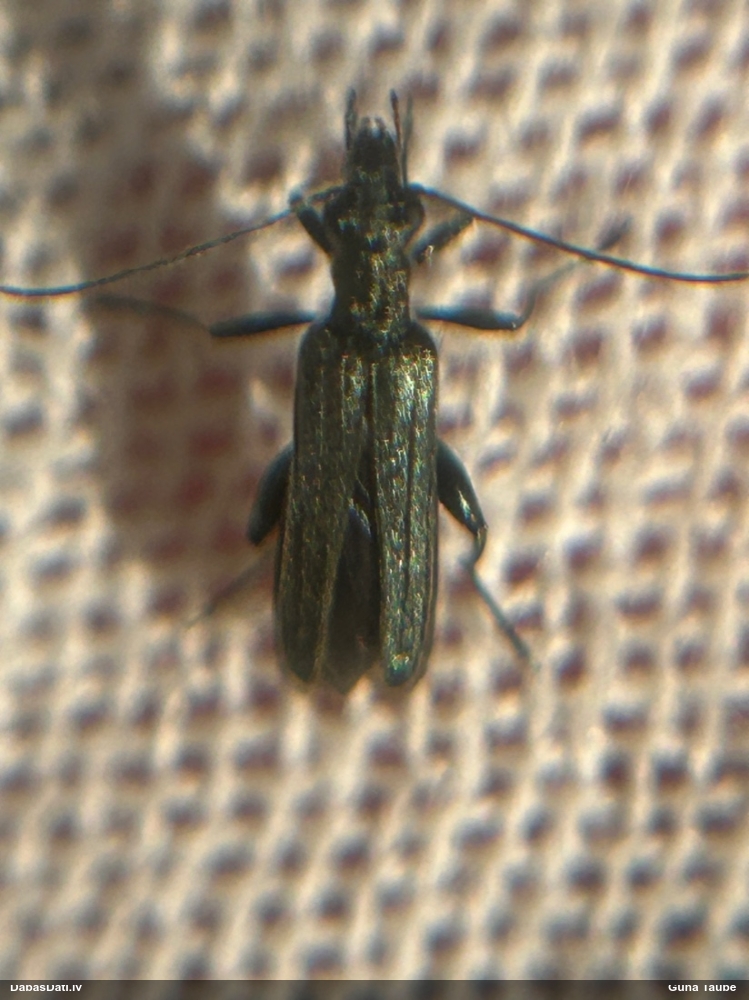 Māņkoksngrauzis Oedemera virescens
