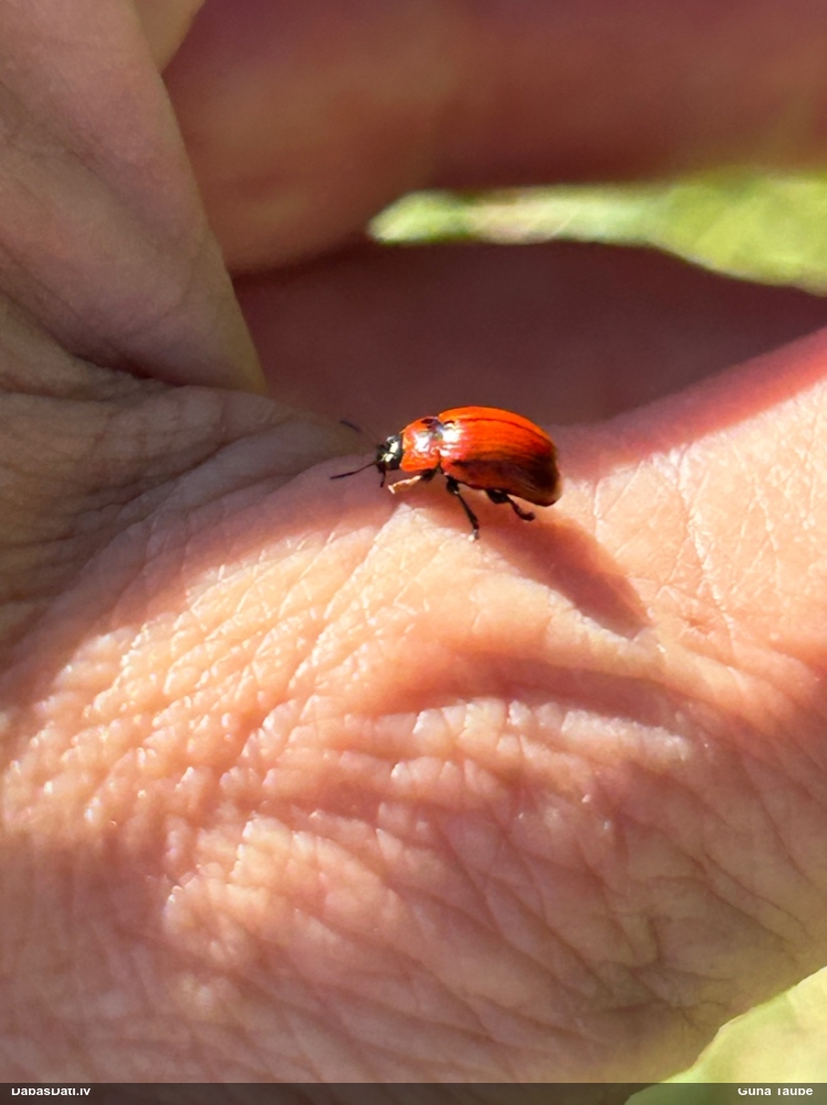 Lapgrauzis Gonioctena viminalis