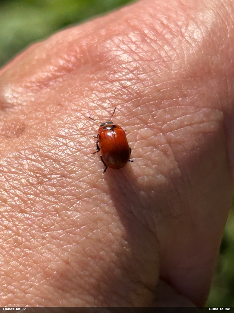 Lapgrauzis Gonioctena viminalis