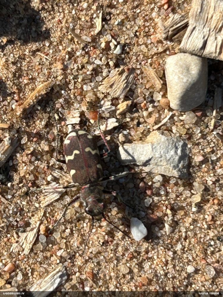 Brūnā smilšvabole