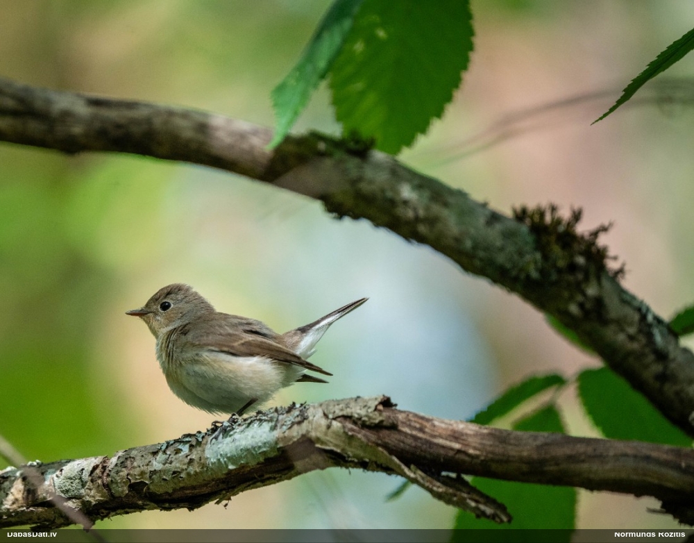 малая мухоловка