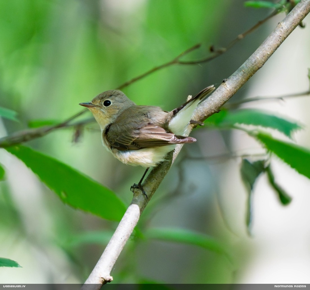 малая мухоловка