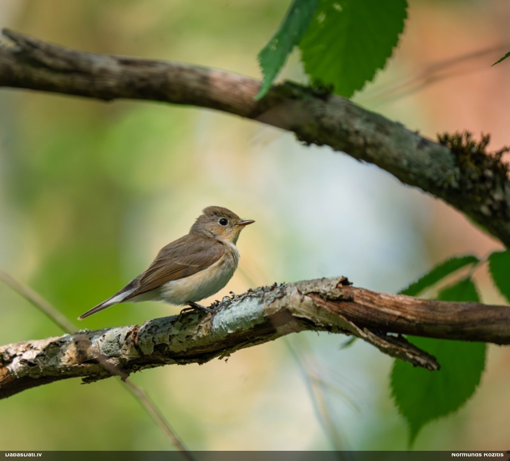 малая мухоловка