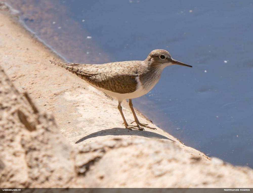 перевозчик