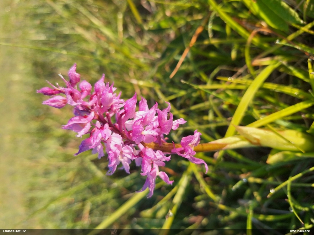 ятрышник мужской