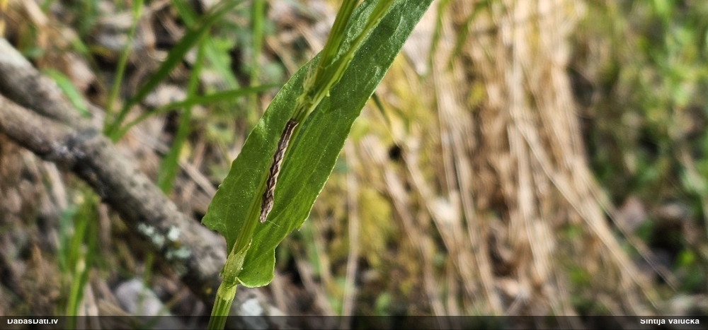 Skābeņu sprīžmetis