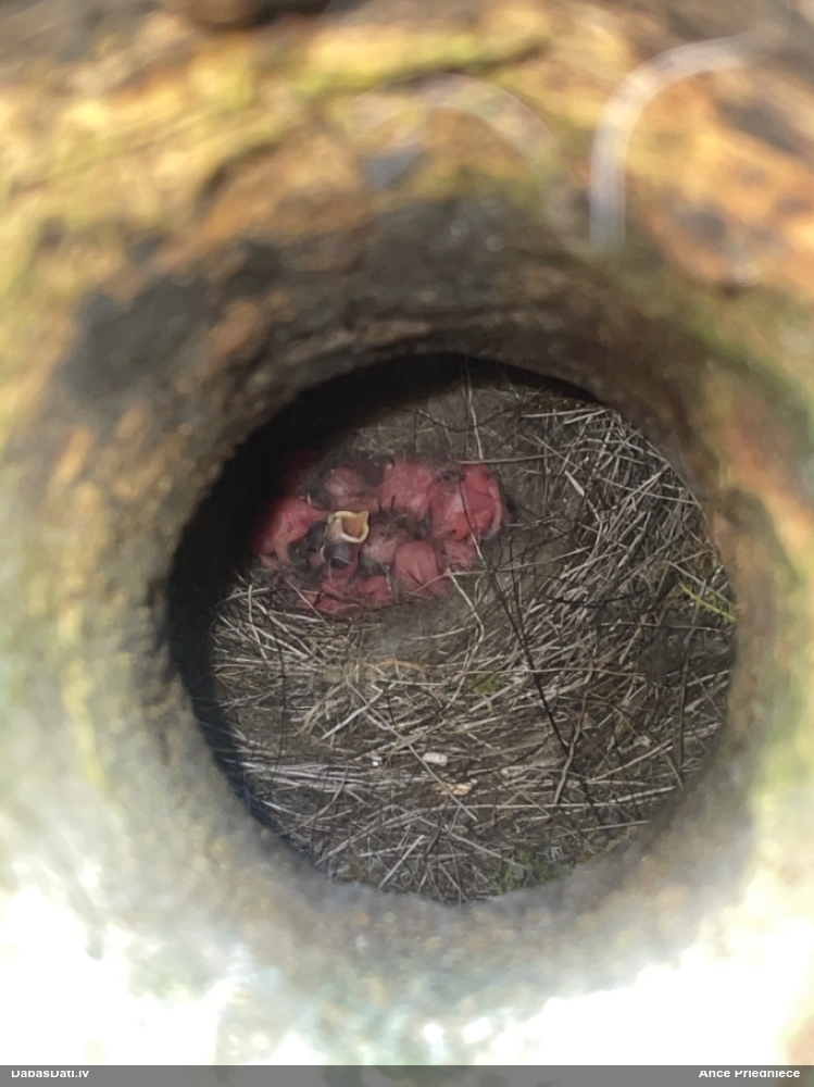 большая синица